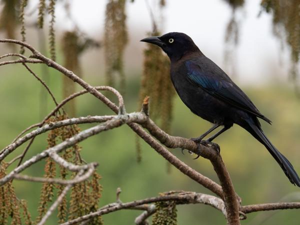 Glanstroepiaal (Quiscalus quiscula)